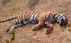 18 माह की बाघिन शावक का संदिग्ध परिस्थितियों में मिला शव 18 माह की बाघिन शावक का संदिग्ध परिस्थितियों में मिला शव