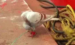 मछुआरों को मिला एक संदिग्ध कबूतर- गले मे लगी थी चिप मछुआरों को मिला एक संदिग्ध कबूतर- गले मे लगी थी चिप