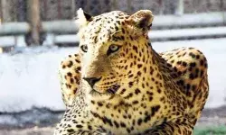 तेंदुए ने खेत में बच्ची को दबोचा, माता-पिता ने मचाया शोर- फिर हुआ यूं.. तेंदुए ने खेत में बच्ची को दबोचा, माता-पिता ने मचाया शोर- फिर हुआ यूं..