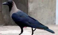 इस शहर में पीपल के नीचे मरे दर्जनों कौवे- होली पर मरे थे कुत्ते के.. इस शहर में पीपल के नीचे मरे दर्जनों कौवे- होली पर मरे थे कुत्ते के..