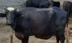 पशुओं को जहर दे रहा आरोपी रंगे हाथ गिरफ्तार- पब्लिक ने किया बेहाल पशुओं को जहर दे रहा आरोपी रंगे हाथ गिरफ्तार- पब्लिक ने किया बेहाल