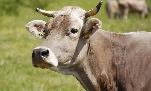 बीफ पर पूर्ण प्रतिबंध- गौ सेवा आयोग के गठन को कैबिनेट की मंजूरी
