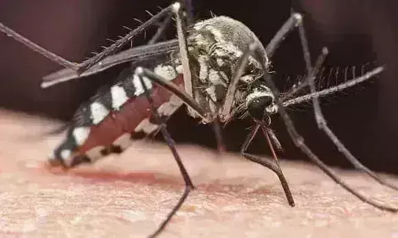 मच्छरों का बढ़ा आतंक तो पति ने किया पुलिस को ट्वीट, चर्चाओं में UP पुलिस मच्छरों का बढ़ा आतंक तो पति ने किया पुलिस को ट्वीट, चर्चाओं में UP पुलिस