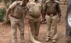 दुर्लभ जीव दुकान में घुसा- मचा हड़कंप- वन विभाग को सजानी पड़ी फील्डिंग