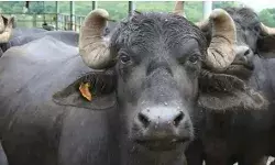 गजब- पानी का बिल नहीं चुका पाया तो भैंस खोलकर ले गए अफसर