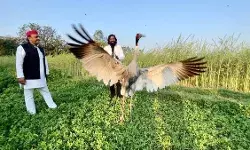 सारस के दोस्त आरिफ को मिला वन विभाग से नोटिस- अखिलेश यादव ने किया ट्वीट सारस के दोस्त आरिफ को मिला वन विभाग से नोटिस- अखिलेश यादव ने किया ट्वीट