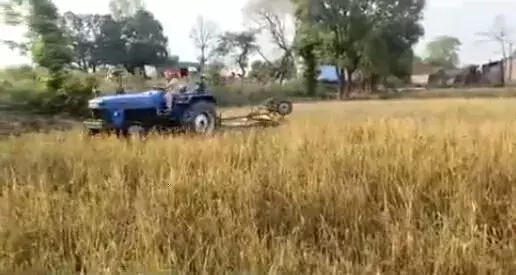 आवारा पशुओं से परेशान किसान ने गेहूं की फसल पर चलाया ट्रैक्टर आवारा पशुओं से परेशान किसान ने गेहूं की फसल पर चलाया ट्रैक्टर