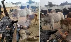 अराजक तत्वों की करतूत- गौशाला में लगी भीषण आग अराजक तत्वों की करतूत- गौशाला में लगी भीषण आग