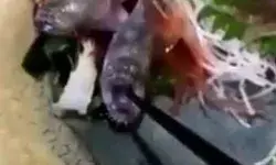 रेस्टोरेंट में ऑर्डर पर आई फिश- खाना शुरू करते ही मछली ने पकड़ी चम्मच! रेस्टोरेंट में ऑर्डर पर आई फिश- खाना शुरू करते ही मछली ने पकड़ी चम्मच!