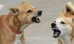 हाय री लापरवाही- सरकारी अस्पताल में नवजात को ले गया कुत्ता..