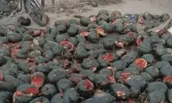 गजब का फंडा- दाऱु की खुशबू से महके तरबूज- तुरंत खुल गई ढोल की पोल गजब का फंडा- दाऱु की खुशबू से महके तरबूज- तुरंत खुल गई ढोल की पोल