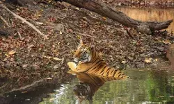 गर्मी से बचने के लिए नदी में स्नान करने घुसे बाघ का फोटो वायरल गर्मी से बचने के लिए नदी में स्नान करने घुसे बाघ का फोटो वायरल