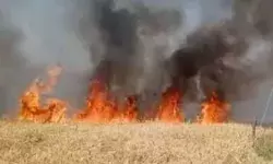 गेहूं की कई बीघा फसल जलकर हुई राख गेहूं की कई बीघा फसल जलकर हुई राख