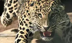 36 घंटे में तेंदुए ने दो बच्चों सहित 3 को उतारा मौत के घाट