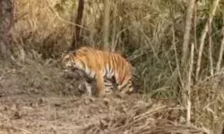 हमला कर बाघ निगल गया युवक की जिंदगी! नहीं हो सकी पहचान