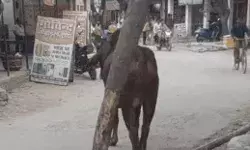 वर्चस्व की लड़ाई में 2 सांडों ने ऐसे ली रिक्शा चालक की जान- मचा कोहराम