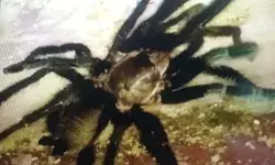 मकड़ी के डंक मारते ही बेहोश हुई महिला-बाल बाल बची जान मकड़ी के डंक मारते ही बेहोश हुई महिला-बाल बाल बची जान