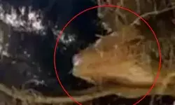 कांग्रेस कैंडिडेट के भाई के घर IT की रेड- पेड़ के भीतर से करोड़ों बरामद कांग्रेस कैंडिडेट के भाई के घर IT की रेड- पेड़ के भीतर से करोड़ों बरामद