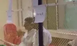 शुरू हुई किलेबंदी- 8 चापर तैनात- कांग्रेस नहीं चाहती कोई चूक शुरू हुई किलेबंदी- 8 चापर तैनात- कांग्रेस नहीं चाहती कोई चूक