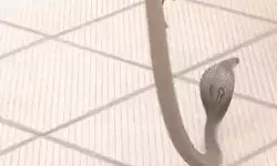 भाजपा के दफ्तर में घुसा सांप- लोगों में मची अफरा तफरी भाजपा के दफ्तर में घुसा सांप- लोगों में मची अफरा तफरी