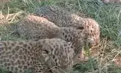 मदर्स डे पर बच्चों को छोड़कर गायब हुई मां- पता लगाने में जुटा वन विभाग