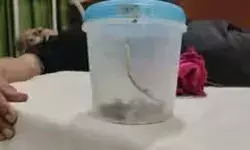 जहरीले सांप लेकर मरीज अस्पताल पहुंचा- डिब्बा खुलते ही डॉक्टर के.. जहरीले सांप लेकर मरीज अस्पताल पहुंचा- डिब्बा खुलते ही डॉक्टर के..