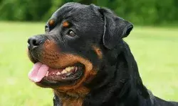 31 मई तक नहीं बनवाया डॉग पालने का लाइसेंस तो लगेगा भारी जुर्माना 31 मई तक नहीं बनवाया डॉग पालने का लाइसेंस तो लगेगा भारी जुर्माना