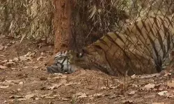 इंसान में ही नही चीते में भी दिमाग होता है साहब- यकीन नही आता तो देख लो इंसान में ही नही चीते में भी दिमाग होता है साहब- यकीन नही आता तो देख लो