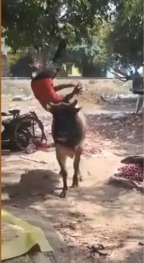 प्याज खाने से रोकने पर सांड ने युवक को सींग में उठाकर हवा में उछाला प्याज खाने से रोकने पर सांड ने युवक को सींग में उठाकर हवा में उछाला