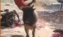 प्याज खाने से रोकने पर सांड ने युवक को सींग में उठाकर हवा में उछाला