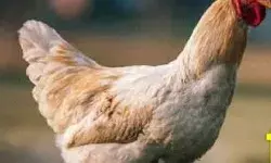 स्वाद को लगेंगे चार चांद- लेग पीस के साथ मिलेगा चिकन अचार