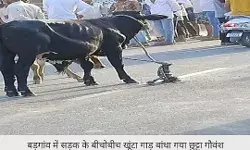 सडक के बीचो बीच खूंटा गाड़कर किसानों ने बांधे आवारा पशु