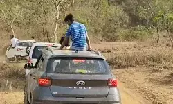 टाईगरों के जीवन पर खतरा- वाहनों के साथ विचरण कर रहे पर्यटक टाईगरों के जीवन पर खतरा- वाहनों के साथ विचरण कर रहे पर्यटक