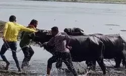 पशु पकड़ने गई नगर निगम की टीम पर हल्लाबोल- पशुपालकों ने किया पथराव