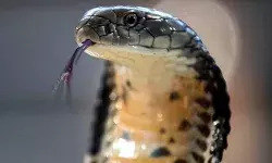 गर्ल्स हॉस्टल के टॉयलेट में 5 फीट लंबे सांप की घुसपैठ- मची अफरा तफरी