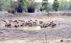 गर्मी में लगी पानी की प्यास बारहसिंघों को ले आई जंगल के बाहर गर्मी में लगी पानी की प्यास बारहसिंघों को ले आई जंगल के बाहर
