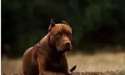 कुत्ता पसंद आईएएस व पीसीएस अफसरों के यहां छापें- वसूला जुर्माना कुत्ता पसंद आईएएस व पीसीएस अफसरों के यहां छापें- वसूला जुर्माना