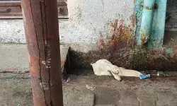 कुत्ते ने अपनी जान देकर करंट से बचाई लोगों की जिंदगी- कांवड या़त्रा...