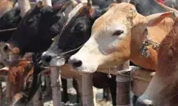 पशु पालकों पर होगी नोटों की बरसात- गाय खरीदने पर योगी देंगे 40000
