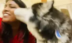 हुर्रे ढूंढ लिया कमिश्नर का डॉग- पशु खोजने में फिर सिद्ध की महारत