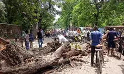 डीएम आवास के पास सड़क पर गिरा विशालकाय पेड़- रोड हुई जाम