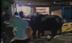 कुर्बानी के लिए लाए गए भैंसे ने काटा गदर- टक्कर से कई घायल कुर्बानी के लिए लाए गए भैंसे ने काटा गदर- टक्कर से कई घायल