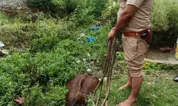 गाय को बचाने के लिए वर्दी पहने दरोगा ने लगाई नाले में छलांग गाय को बचाने के लिए वर्दी पहने दरोगा ने लगाई नाले में छलांग