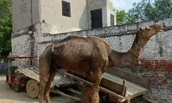 पानी पिला रही मालकिन की गर्दन को पकड़ा और चबा गया ऊंट पानी पिला रही मालकिन की गर्दन को पकड़ा और चबा गया ऊंट