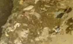 मंत्री के किए पर फेरा पानी- बनाया था पुल तब्दील कर बना दिया कूड़ाघर