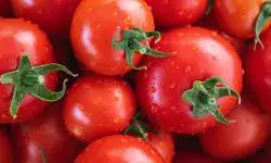 बदमाशों का खेत पर धावा लाखों रुपए की कीमत के ले गए टमाटर