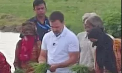 राहुल ने चलाया ट्रैक्टर- किसानों के साथ खेत में की धान की रोपाई राहुल ने चलाया ट्रैक्टर- किसानों के साथ खेत में की धान की रोपाई