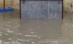 संदूक ने भी लिया बारिश का मजा- सड़क पर भरे पानी में की तैराकी