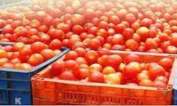 खुदरा दुकानों से रियायती दरों पर की जायेगी टमाटर की आपूर्ति- सरकार...