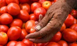 पति ने सब्जी में डाली टमाटर तो घर छोड़कर चली गई पत्नी..